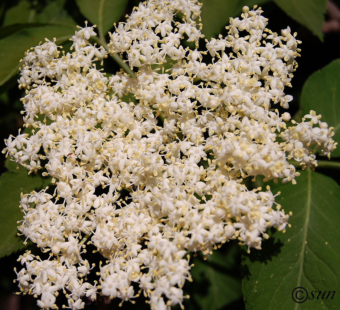 Изображение особи Sambucus nigra.