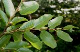 Nothofagus × alpina. Побег с соцветиями (у листьев видны их нижние стороны). Германия, г. Дюссельдорф, Ботанический сад университета. 04.05.2014.