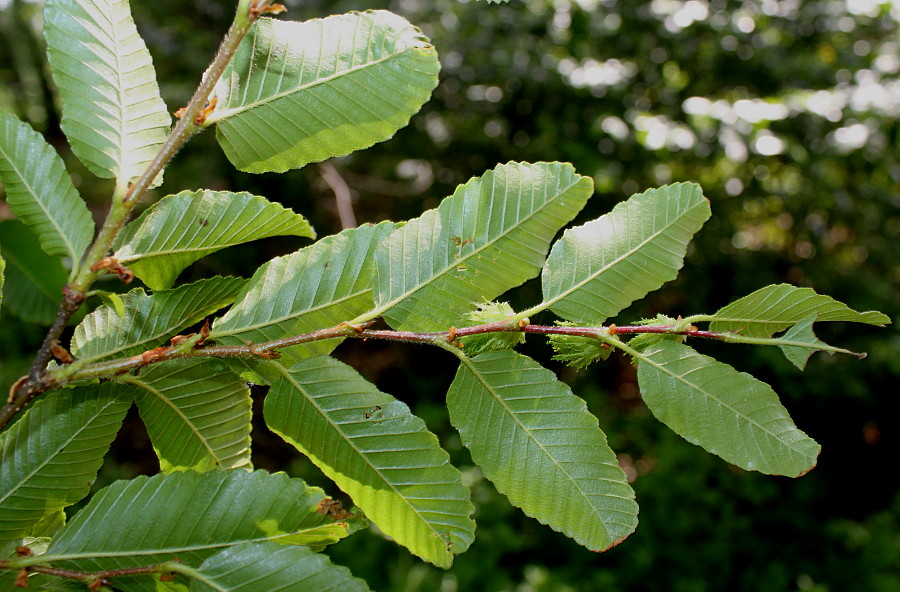 Image of Nothofagus &times; alpina specimen.