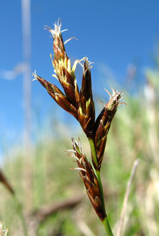 Image of Carex praecox specimen.