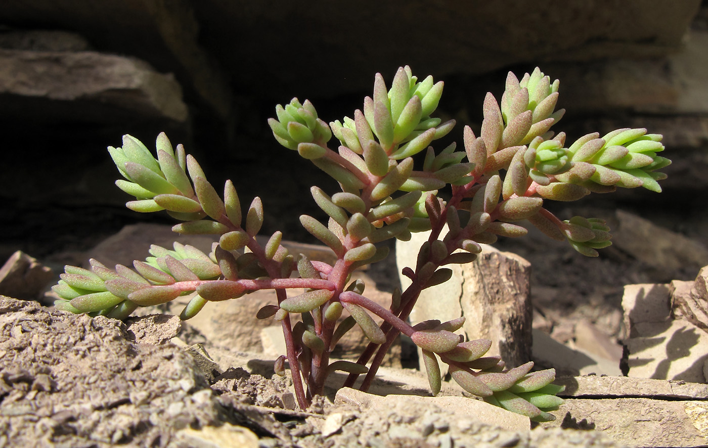 Изображение особи род Sedum.