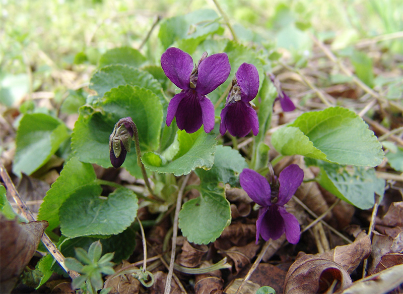 Image of Viola odorata specimen.