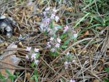 genus Thymus