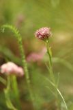 Antennaria dioica