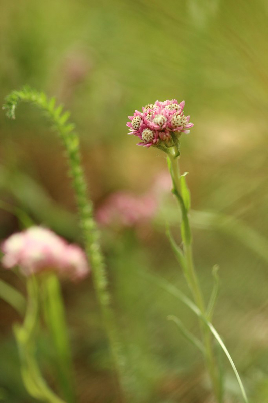 Image of Antennaria dioica specimen.