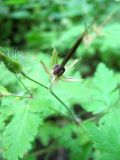 Geranium robertianum