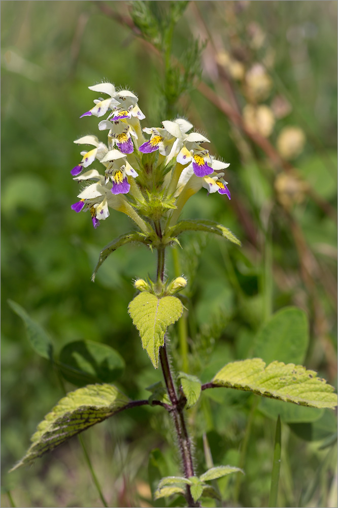 Image of Galeopsis speciosa specimen.