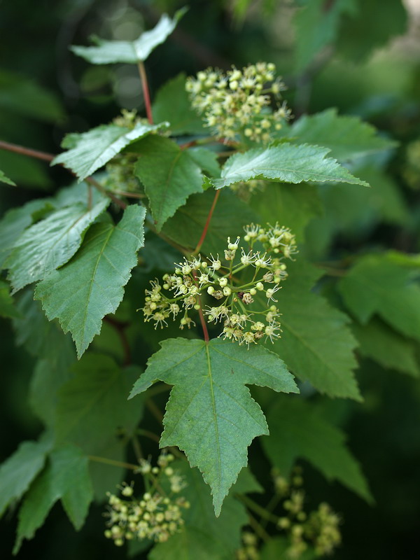 Image of Acer ginnala specimen.