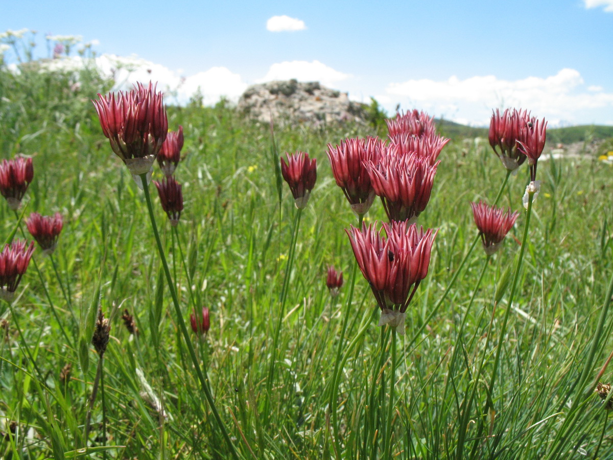 Image of Allium inconspicuum specimen.