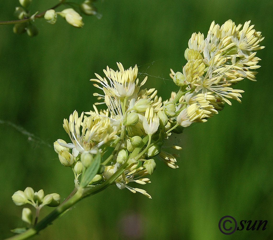 Image of Thalictrum flavum specimen.