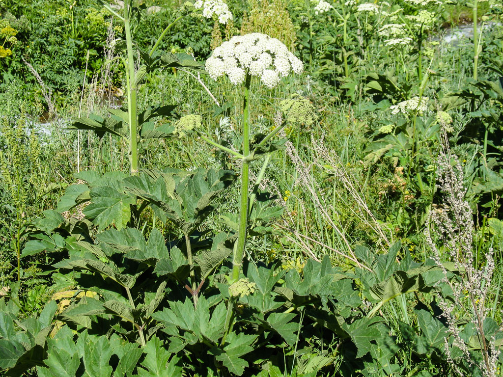 Изображение особи Heracleum dissectum.