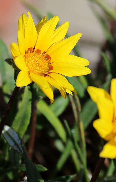 Image of genus Gazania specimen.