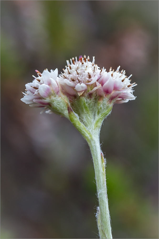 Image of Antennaria dioica specimen.