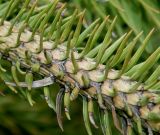 Cunninghamia lanceolata