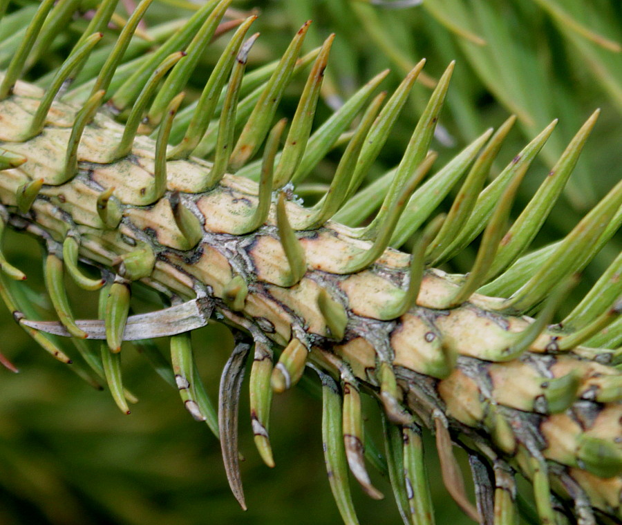 Image of Cunninghamia lanceolata specimen.