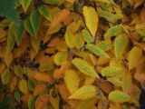 Betula lenta