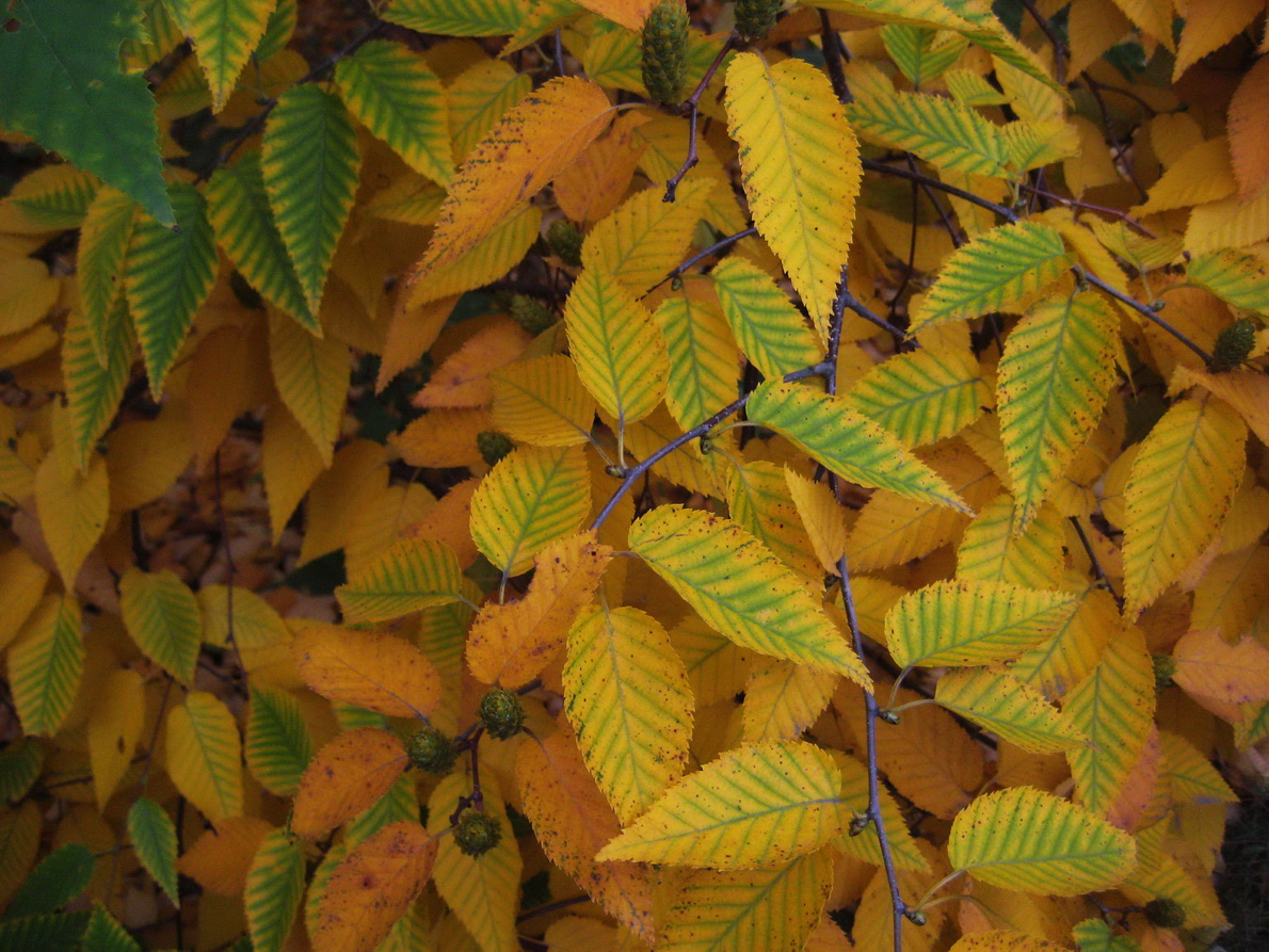 Image of Betula lenta specimen.