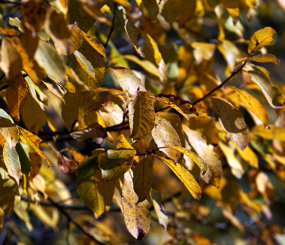 Image of genus Salix specimen.