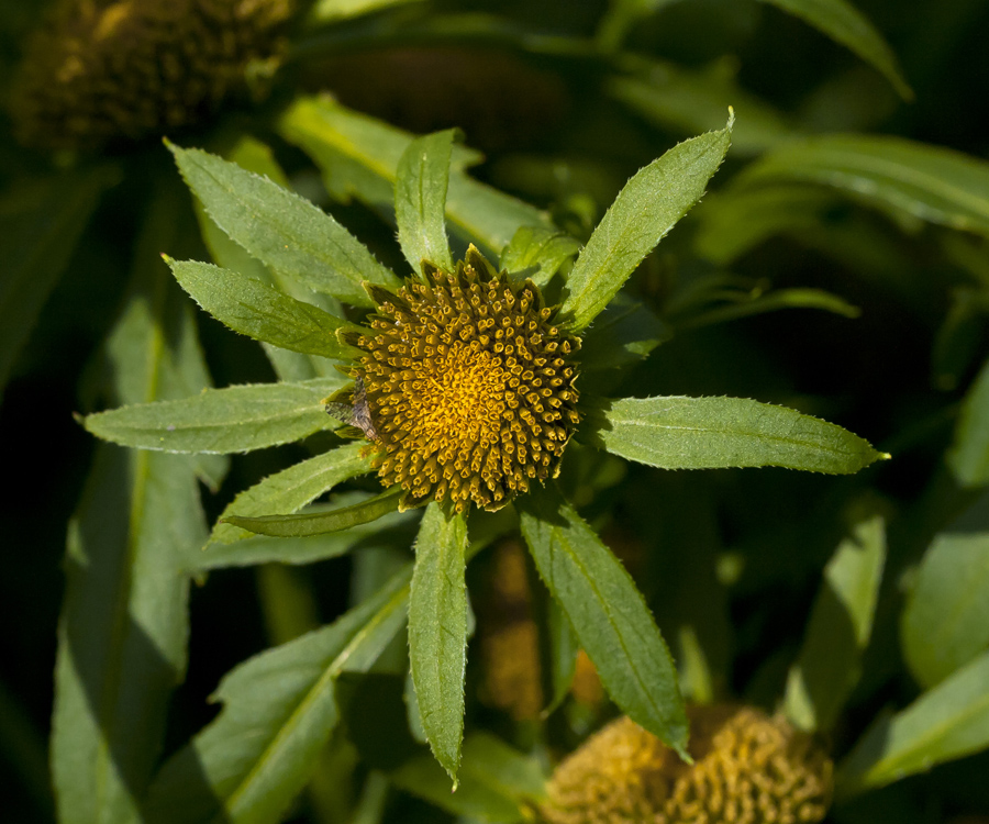 Изображение особи Bidens radiata.