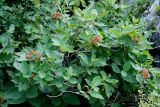Viburnum lantana. Ветви плодоносящего кустарника. Адыгея, окр. плато Лагонаки. 17.08.2008.