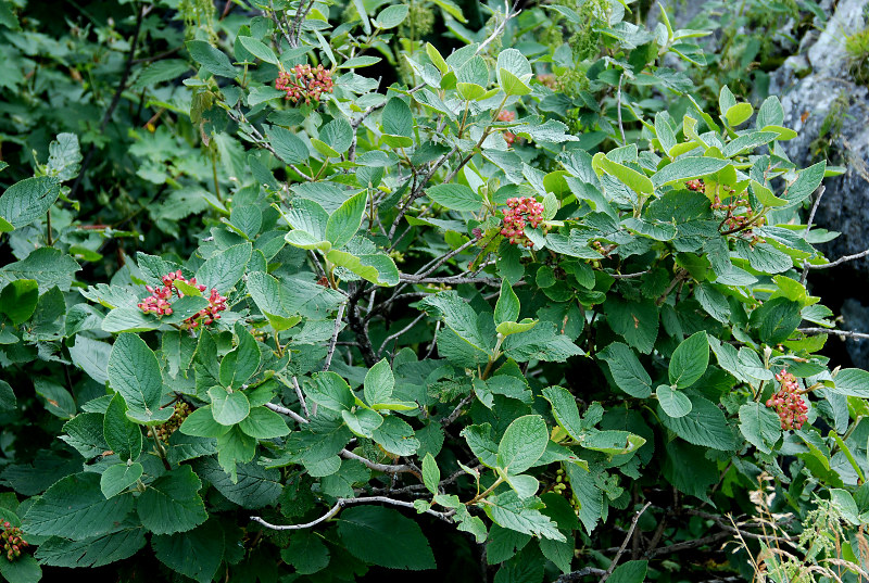 Изображение особи Viburnum lantana.