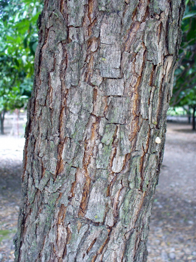 Image of Carya illinoinensis specimen.