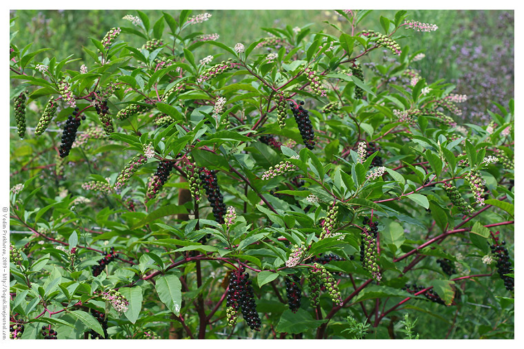 Изображение особи Phytolacca americana.