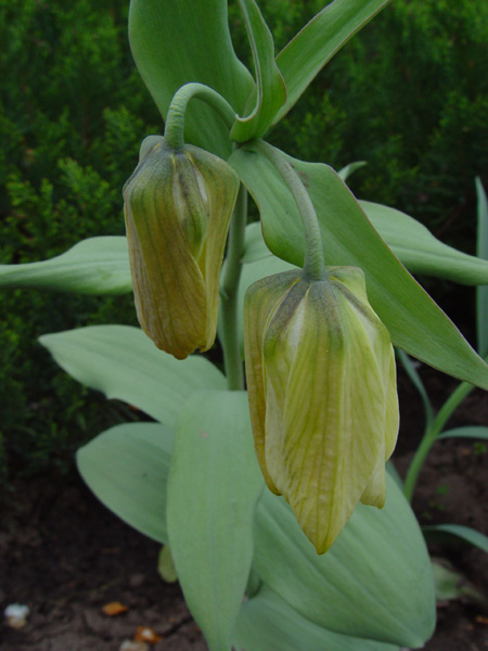 Image of Fritillaria pallidiflora specimen.