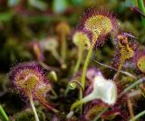 Drosera rotundifolia