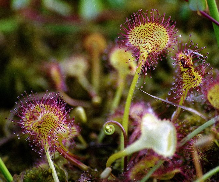 Изображение особи Drosera rotundifolia.