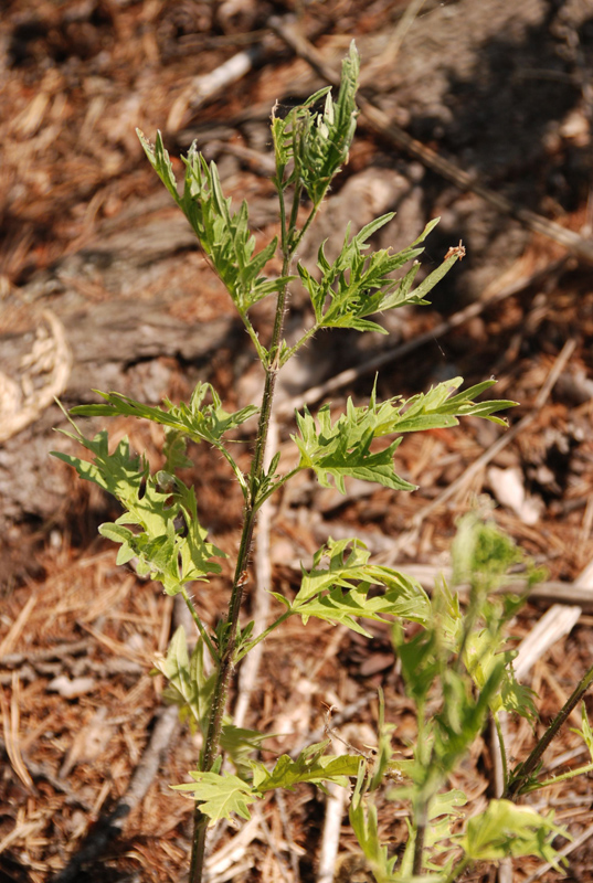 Image of Urtica cannabina specimen.