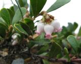 Arctostaphylos uva-ursi. Цветущее растение. Респ. Коми, окрестности Сыктывкара, сосновый бор-беломошник. 30.05.2008.