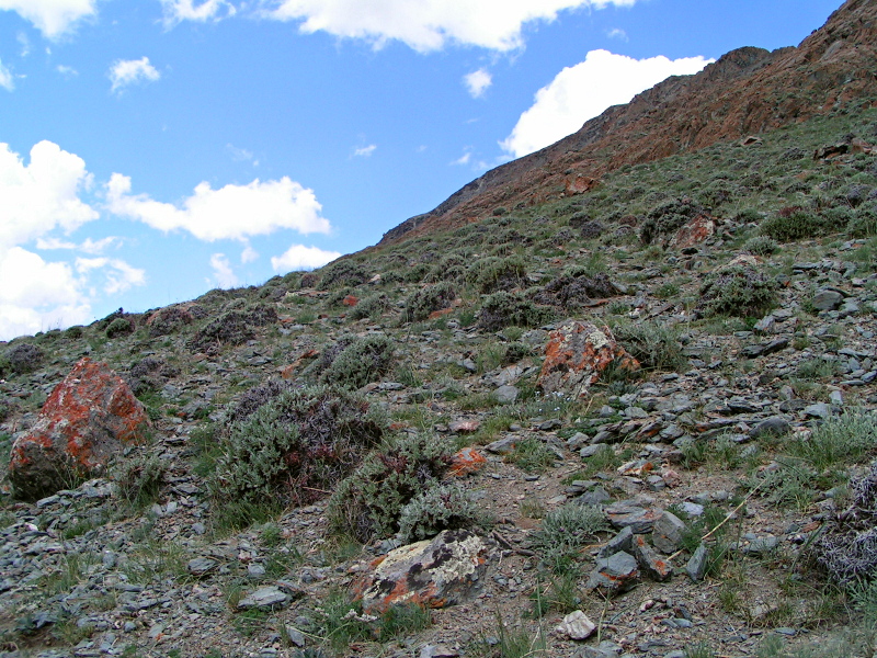 Image of Oxytropis tragacanthoides specimen.