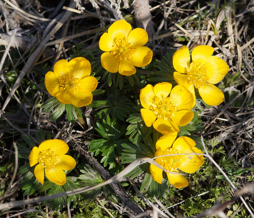 Image of Eranthis longistipitata specimen.