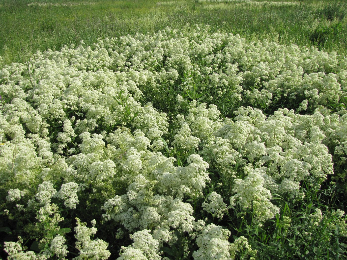 Изображение особи Galium mollugo.