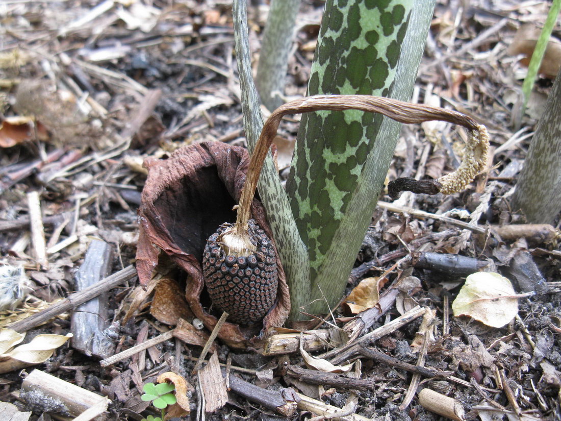 Image of Sauromatum venosum specimen.