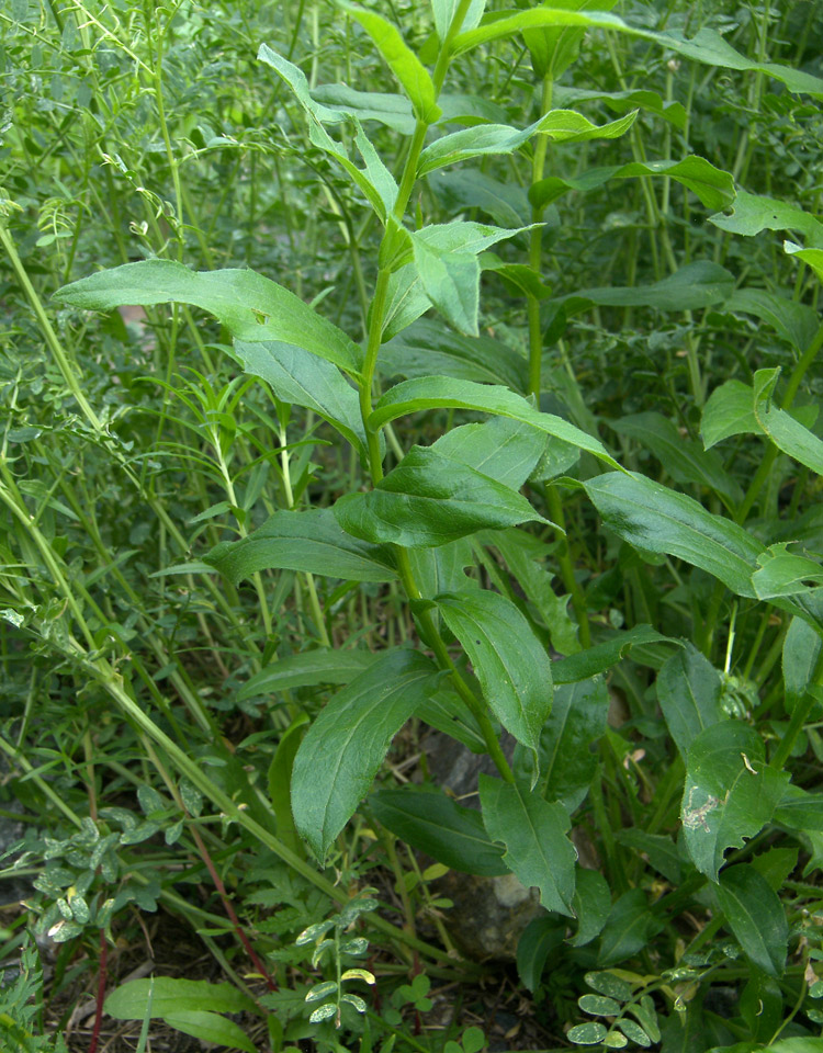 Image of Kemulariella caucasica specimen.