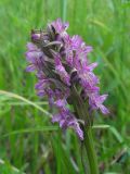 Dactylorhiza incarnata