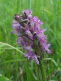 Dactylorhiza incarnata