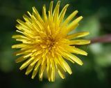 Taraxacum penicilliforme. Соцветие (видна полутрубчатая форма цветков). Мурманская обл., Кольский р-н, пос. Мурмаши, лужайка на берегу р. Кротового. 09.07.2015.