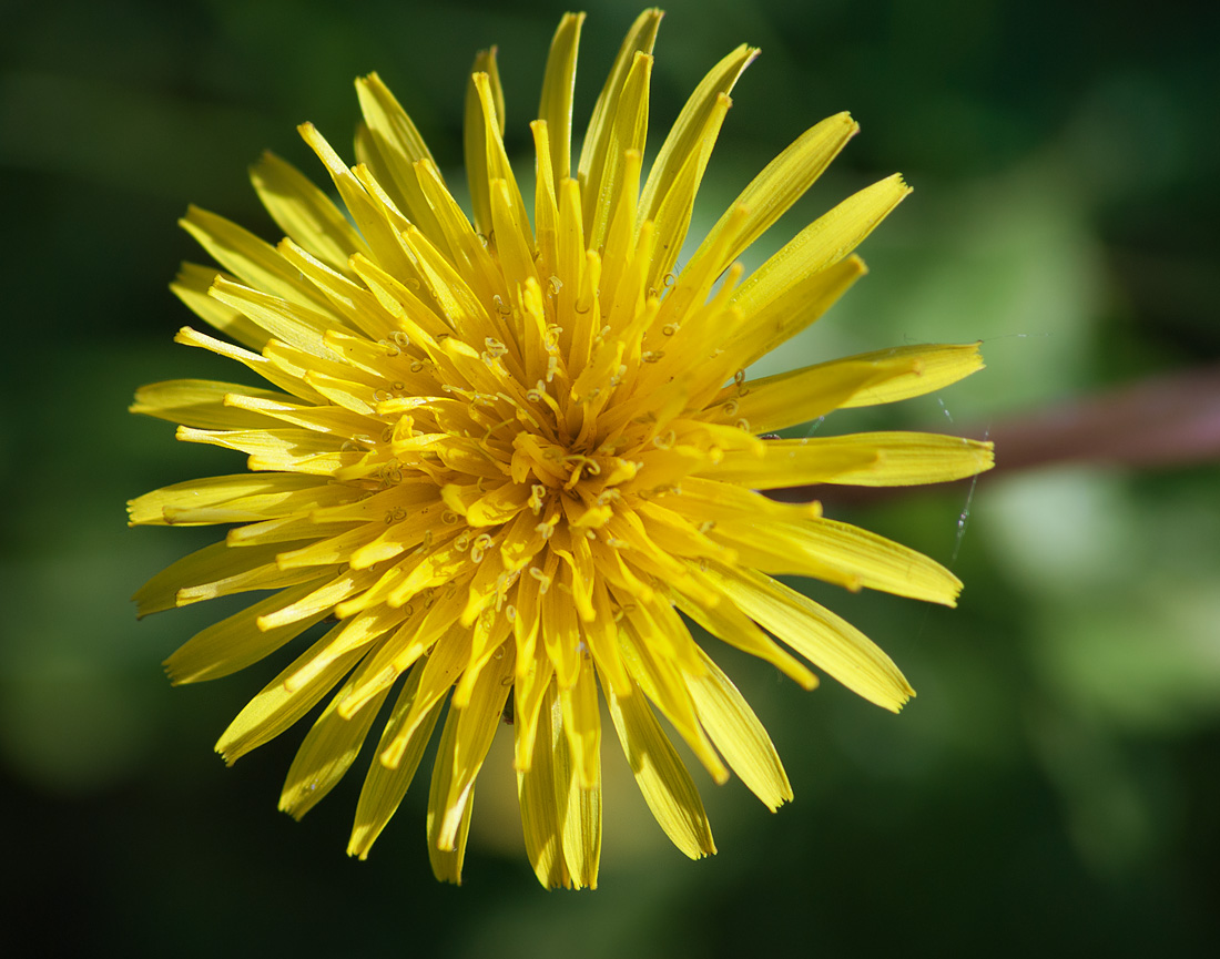 Image of Taraxacum penicilliforme specimen.