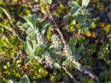 Salix glauca. Верхушка веточки отцветающего растения. Мурманская обл., Кольский р-н, гравийная площадка среди полуразрушенных строений в заброшенном пос. Порчниха. 21.06.2015.
