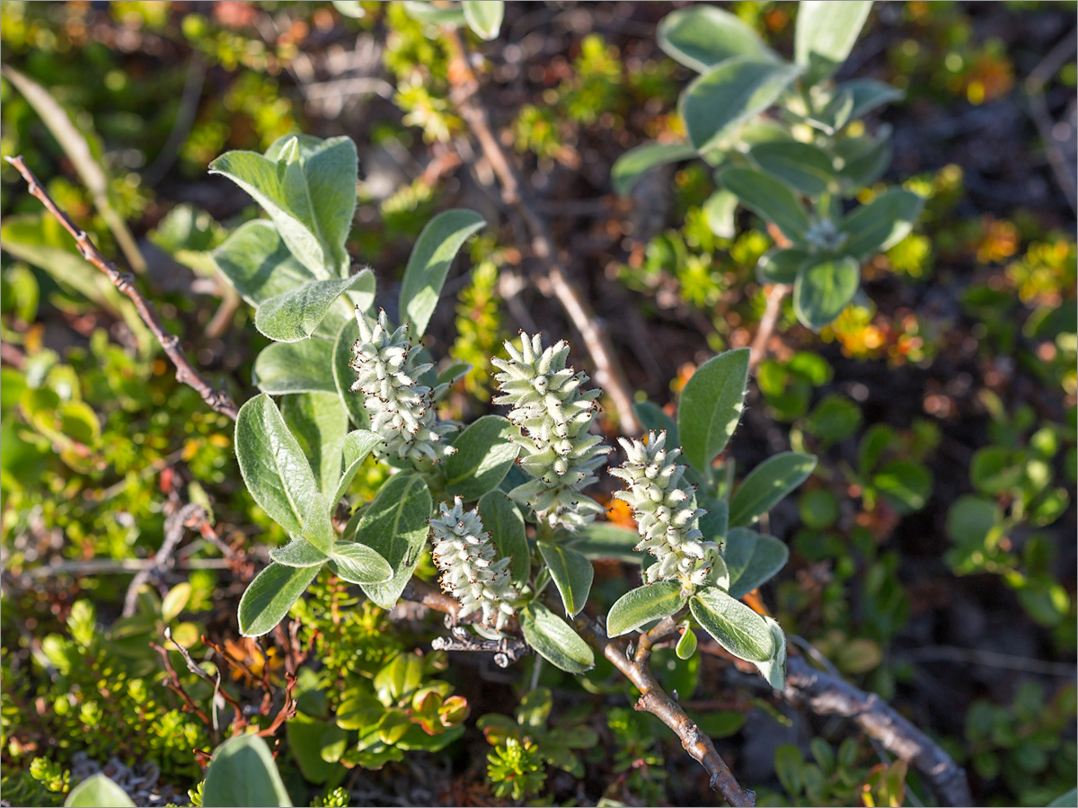 Изображение особи Salix glauca.