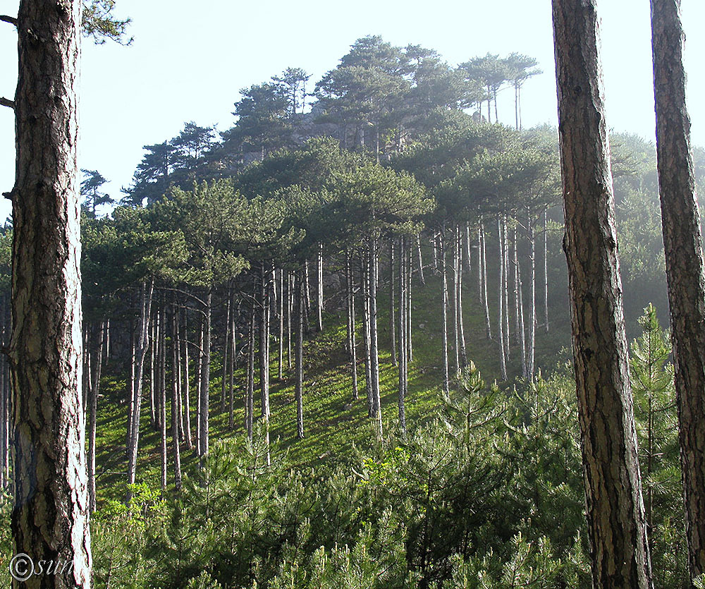Image of Pinus pallasiana specimen.