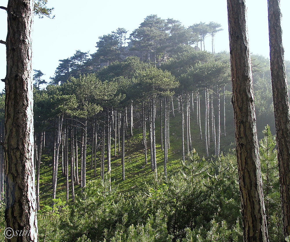 Изображение особи Pinus pallasiana.