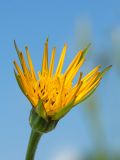 Tragopogon pratensis. Соцветие. Ленинградская обл., Волосовский р-н, луг на обочине шоссе. 08.06.2014.