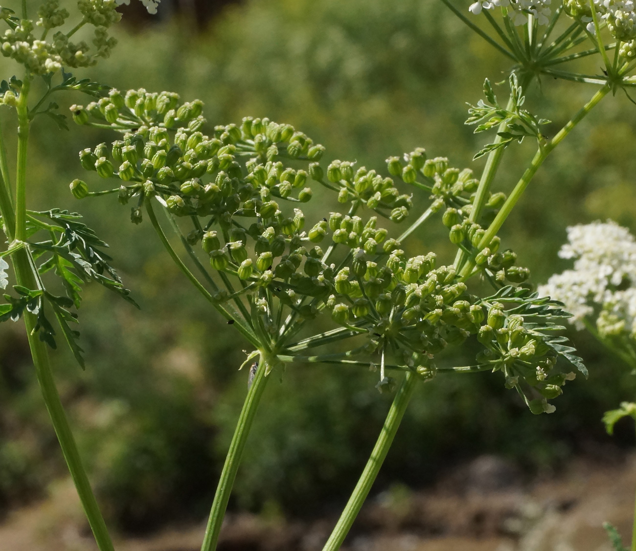 Изображение особи Conium maculatum.