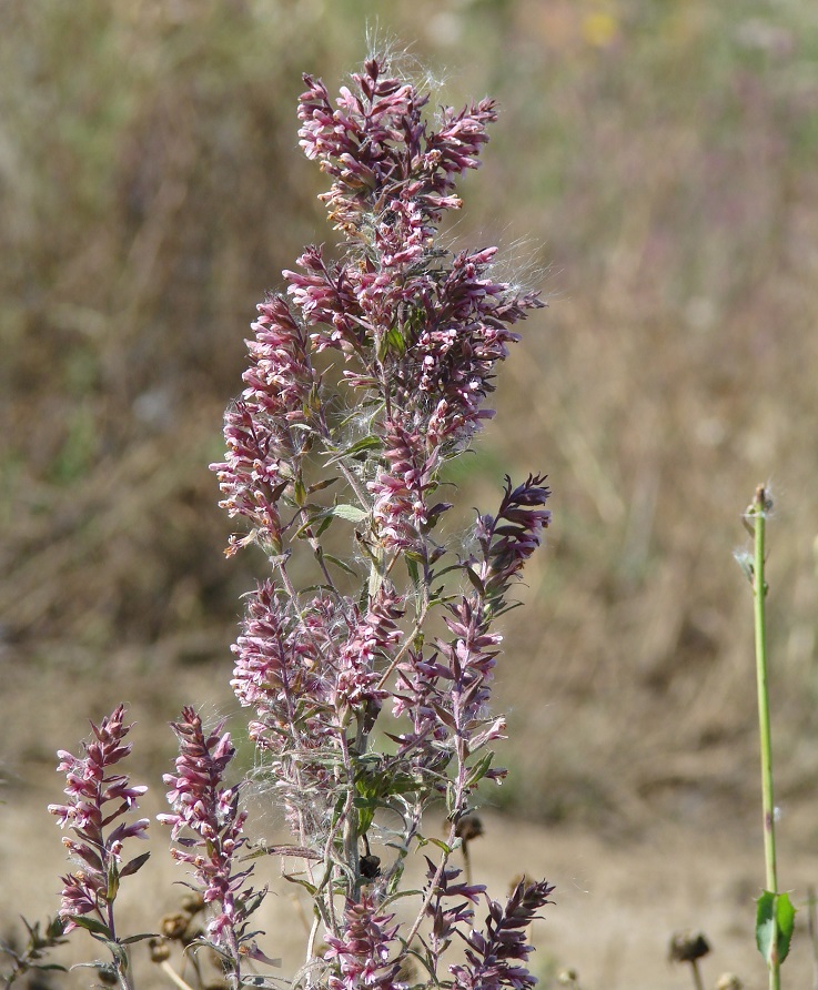 Изображение особи Odontites vulgaris.