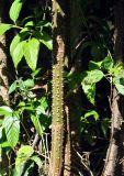 Leea angulata. Часть ствола молодого дерева. Андаманские острова, остров Лонг, опушка влажного тропического леса. 07.01.2015.
