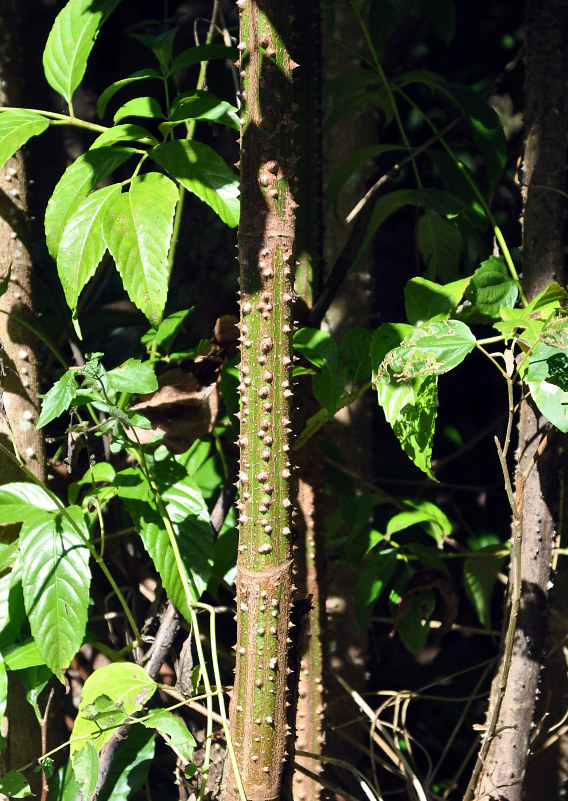 Image of Leea angulata specimen.